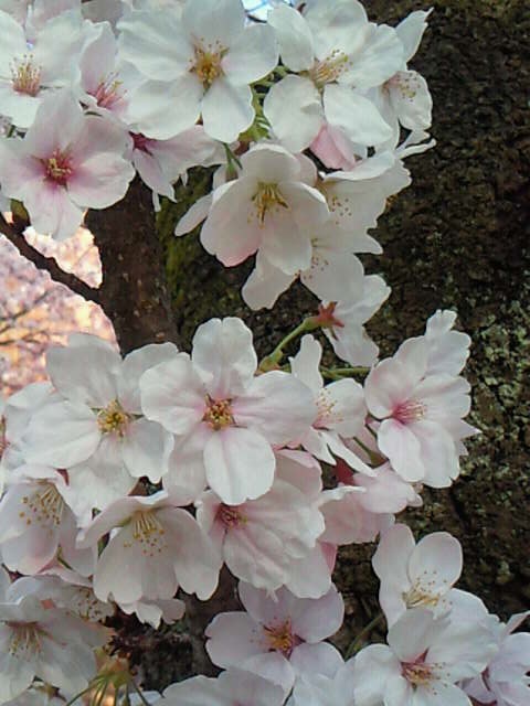 桜の花３