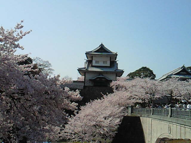 桜の花2