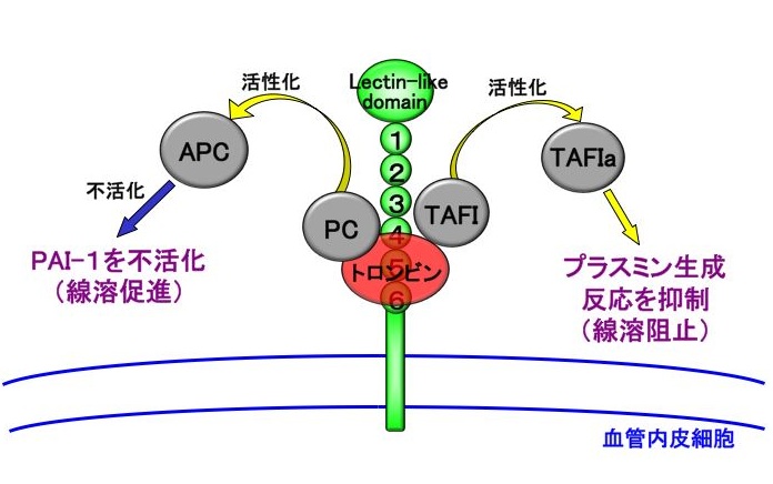 TAFI2