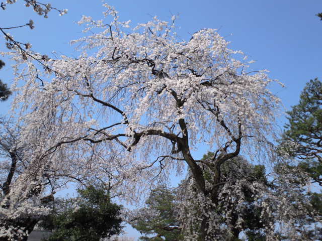 桜19