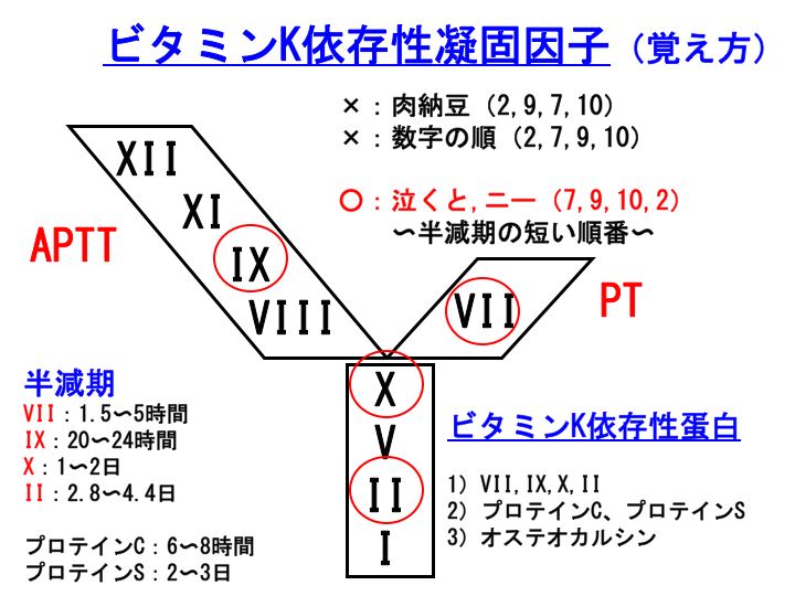 納豆 ワルファリン